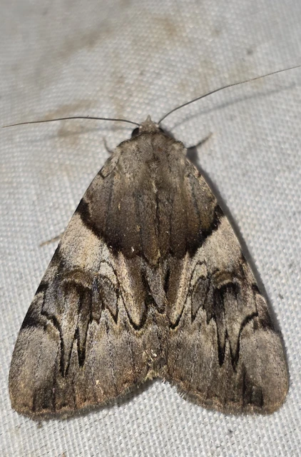 Catocala fulminea - galagonya-övesbagoly