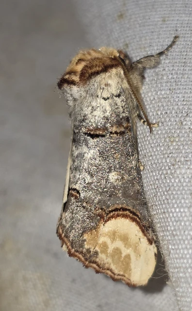 Phalera bucephala - sárgafoltos púposszövő