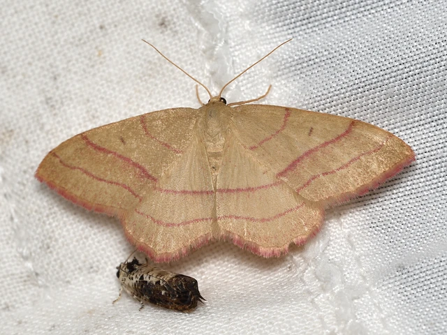 Rhodostrophia vibicaria - pirosszélű araszoló