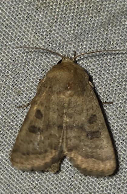 Hoplodrina octogenaria - barna selymesbagoly