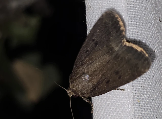 Amphipyra tragopoginis - bakszakállbagoly