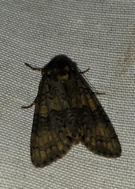 Craniophora ligustri - fagyalbagoly