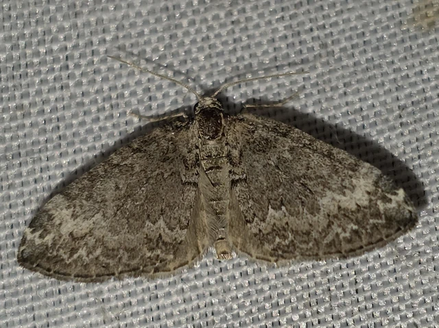 Perizoma hydrata - habszegfű-araszoló