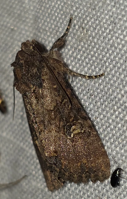 Mesapamea secalella/secalis