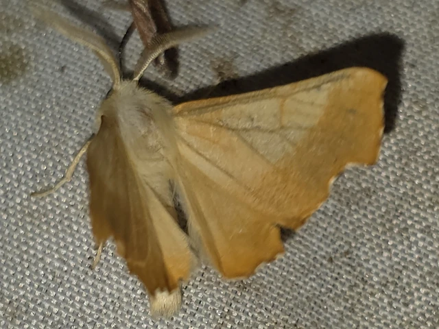Ennomos fuscantaria - kőris-levélaraszoló