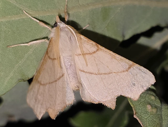 Ennomos erosaria - hársfa-levélaraszoló