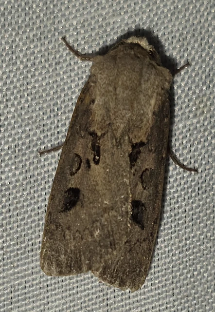 Agrotis exclamationis - felkiáltójeles földibagoly