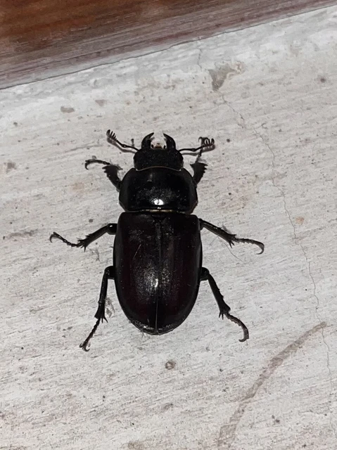 Lucanus cervus - nagy szarvasbogár