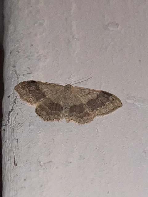 Idaea aversata - nagy sávosaraszoló