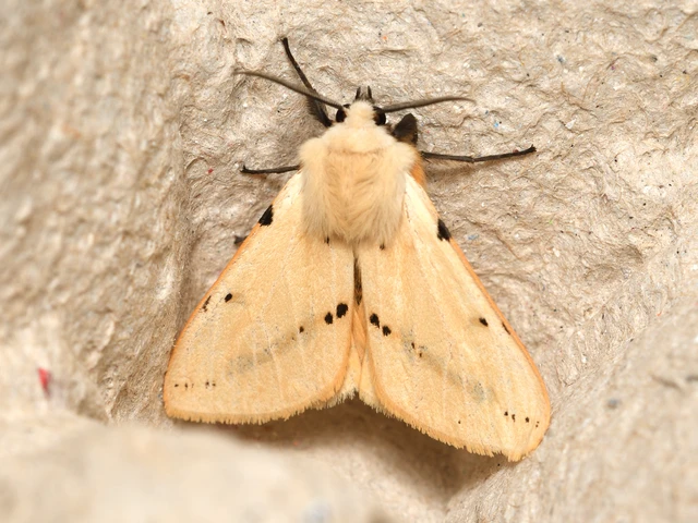 Spilarctia lutea - sárgás medvelepke