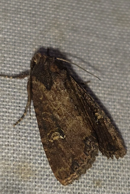 Mesapamea secalella/secalis