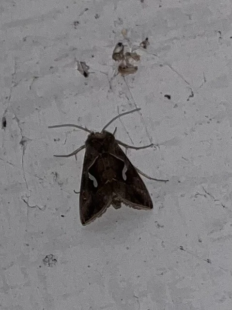 Macdunnoughia confusa - cseppfoltos ezüstbagoly