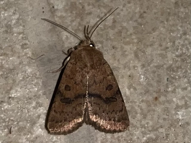 Hoplodrina octogenaria - barna selymesbagoly