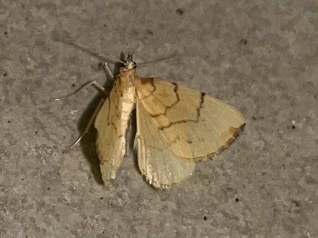 Eulithis pyraliata - sárga galajaraszoló
