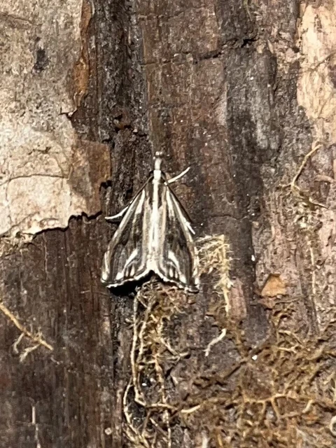 Catoptria verellus - kormos fűgyökérmoly