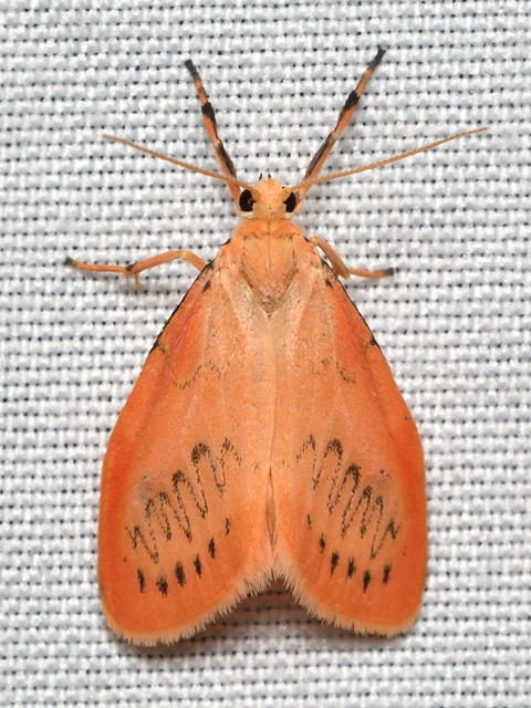 Miltochrista miniata - piros medvelepke