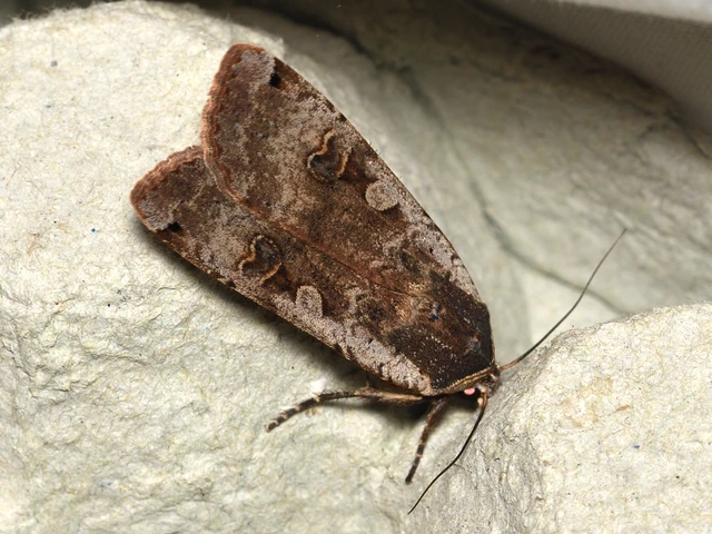 Noctua pronuba - nagy sárgafűbagoly