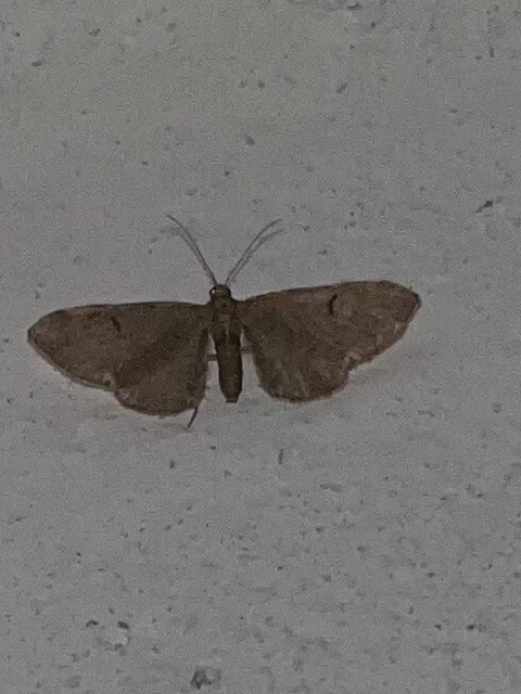 Eupithecia