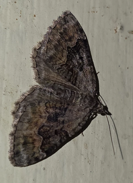 Xanthorhoe quadrifasiata - négysávos tarkaaraszoló
