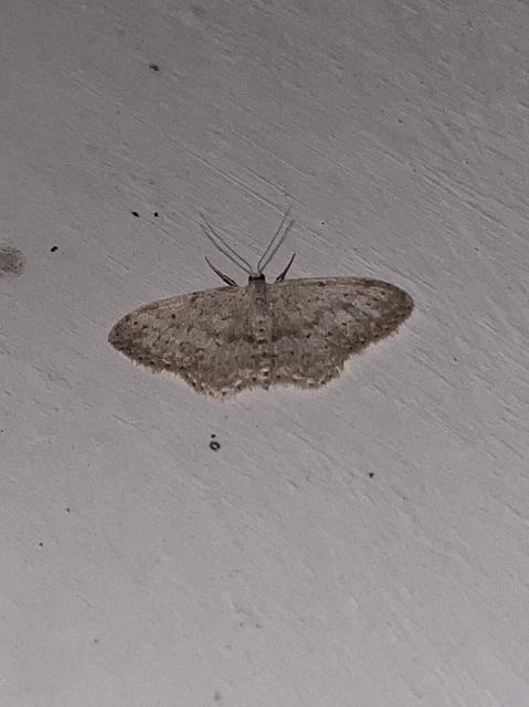 Idaea seriata - szürke apróaraszoló