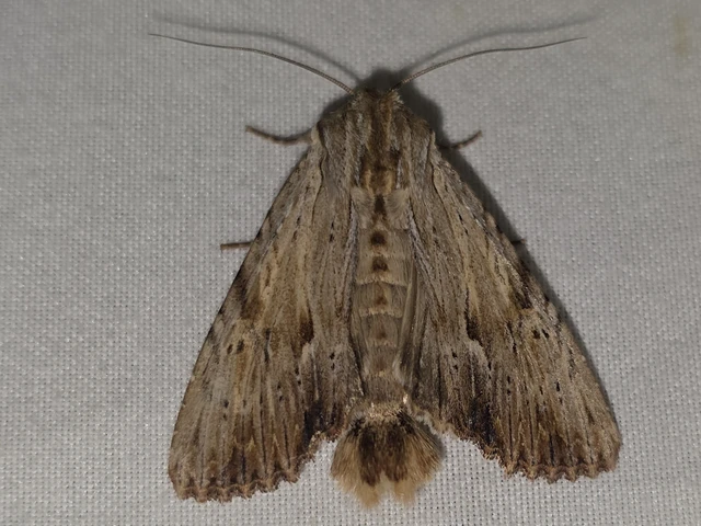 Apamea lithoxylaea - fakó dudvabagoly