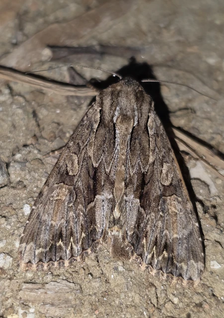 Apamea monoglypha - nagy dudvabagoly