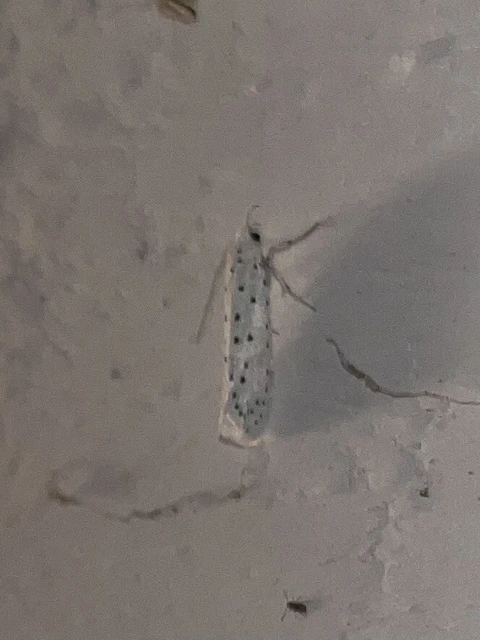 Yponomeuta