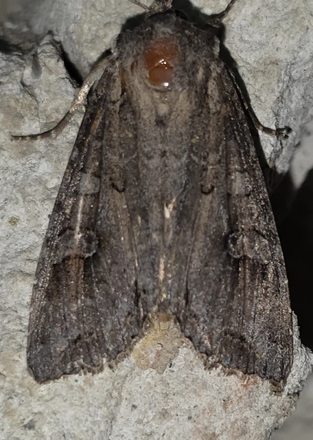 Polia bombycina - palaszürke bagoly