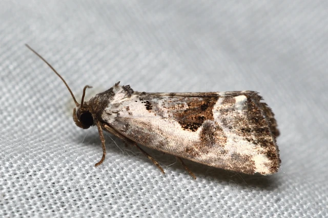 Hapalotis venustula - rózsaszínű mázasbagoly