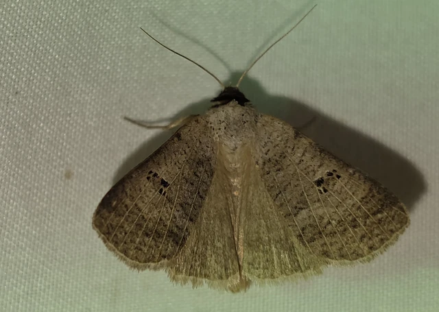 Lygephila viciae - hegyi csüdfűbagoly