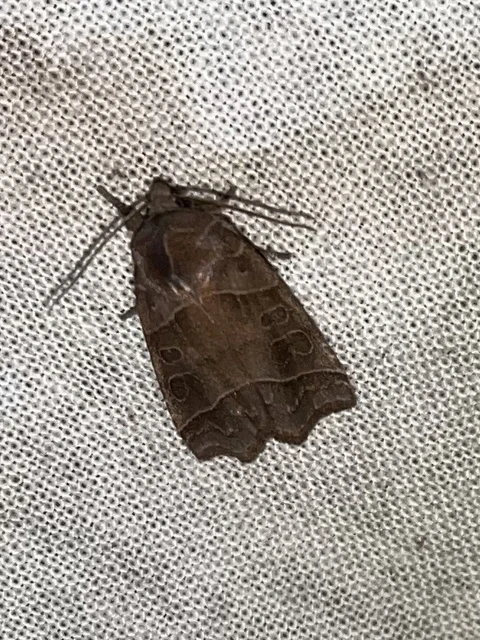 Ipimorpha retusa - sarlós fűzbagoly