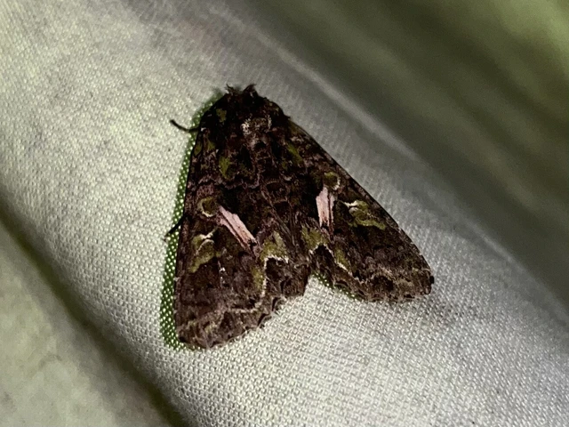 Trachea atriplicis - nyári zöldbagoly