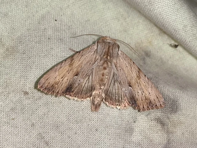 Apamea lithoxylaea - fakó dudvabagoly