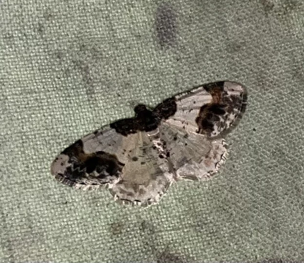 Ligdia adustata - barna levélaraszoló