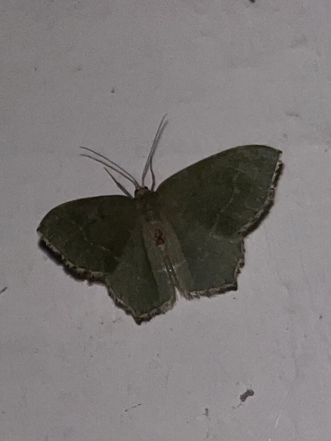 Hemithea aestivaria - nyír-zöldaraszoló