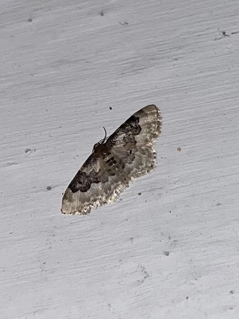Idaea rusticata - tarka apróaraszoló