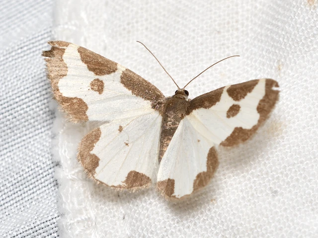 Lomaspilis marginata - szegélyes nyárfaaraszoló