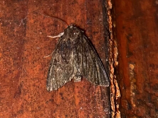 Oligia strigilis/latruncula/versicolor