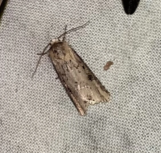 Axylia putris - vonalkás földibagoly