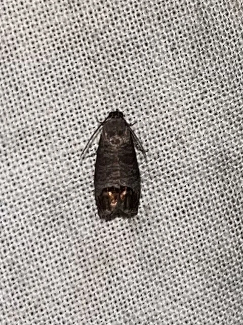 Cydia pomonella - almamoly