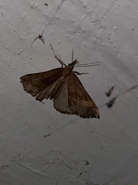 Hypena proboscidalis - ormányos karcsúbagoly