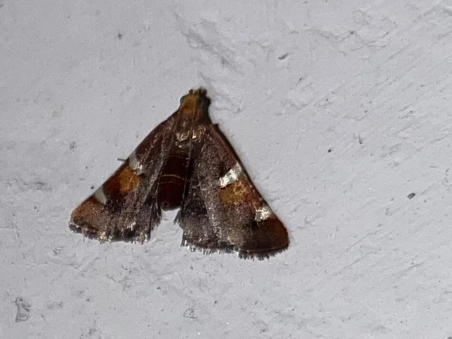 Pyralis regalis - pompás fényilonca