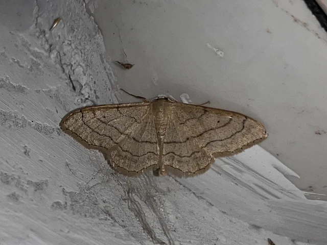 Idaea aversata - nagy sávosaraszoló