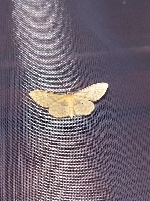Idaea fuscovenosa - szürkeszélű apróaraszoló