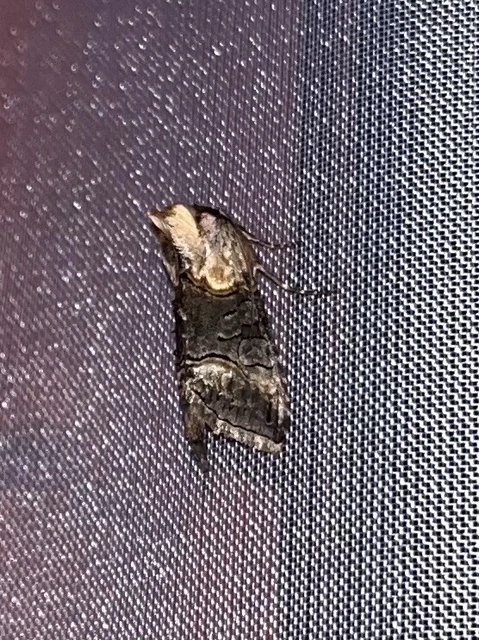 Abrostola asclepiadis - barnaövű csalánbagoly