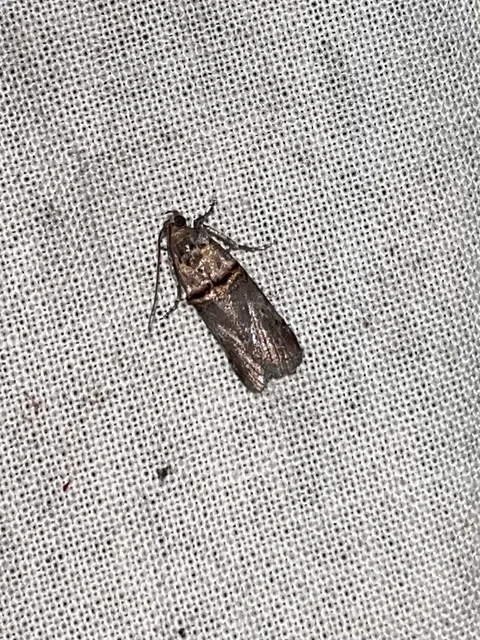 Trachonitis cristella - bokorrágó karcsúmoly