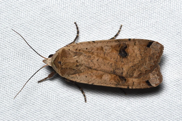 Noctua pronuba - nagy sárgafűbagoly
