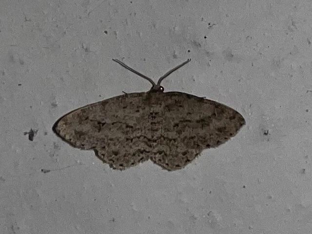 Ectropis crepuscularia - avararaszoló