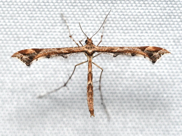 Amblyptilia acanthadactyla - díszes tollasmoly