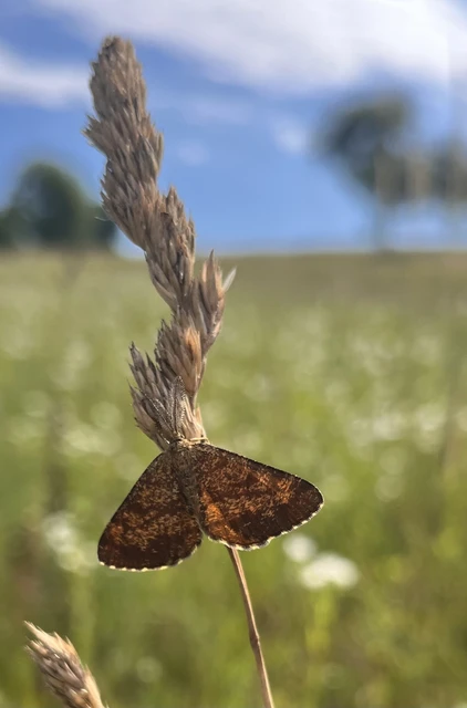 Ematurga atomaria - barna rétiaraszoló